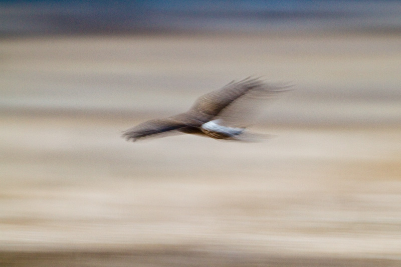 Northern Harrier In Flight Before Dawn